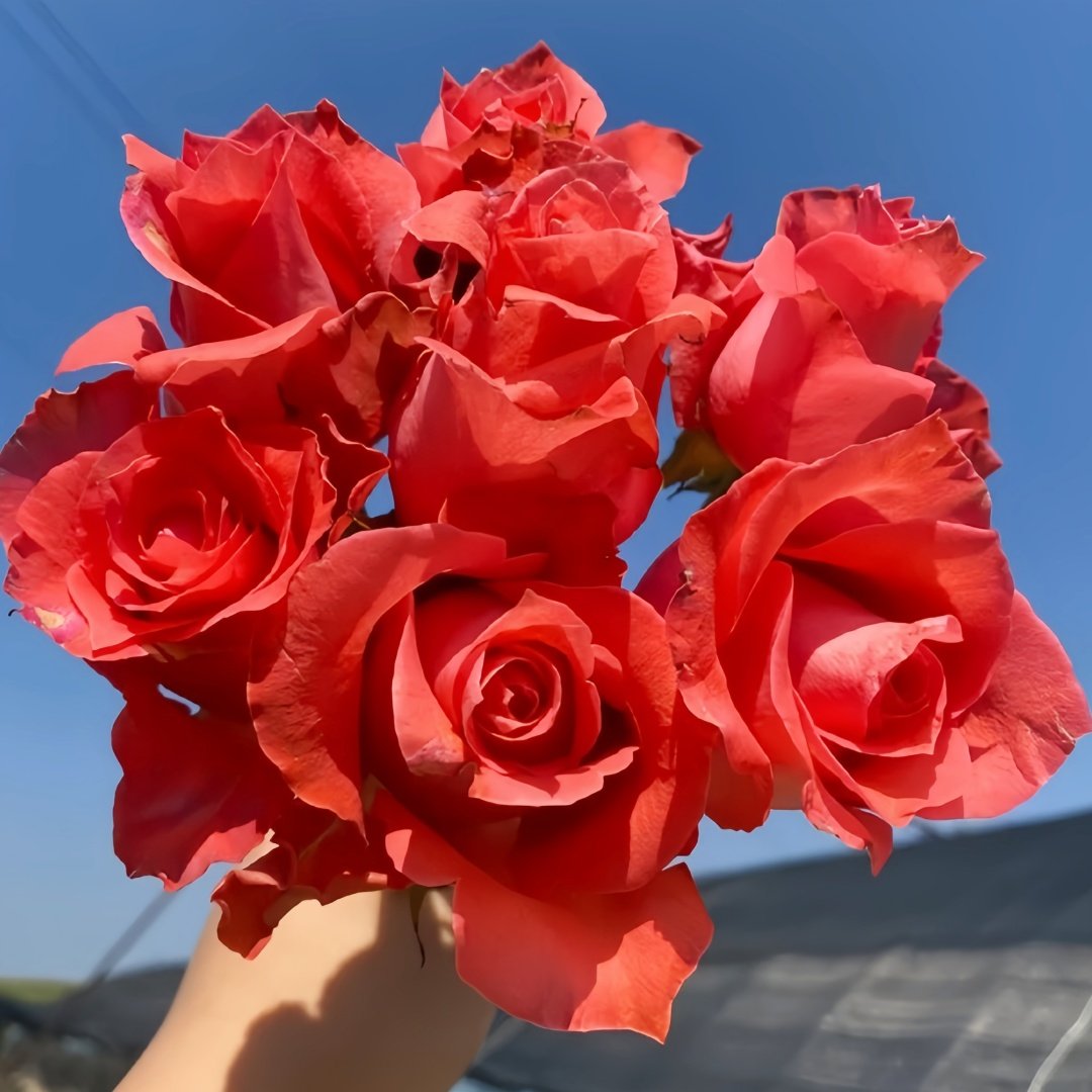 Yuhaitang Rose Plant｜玉海棠 image 9