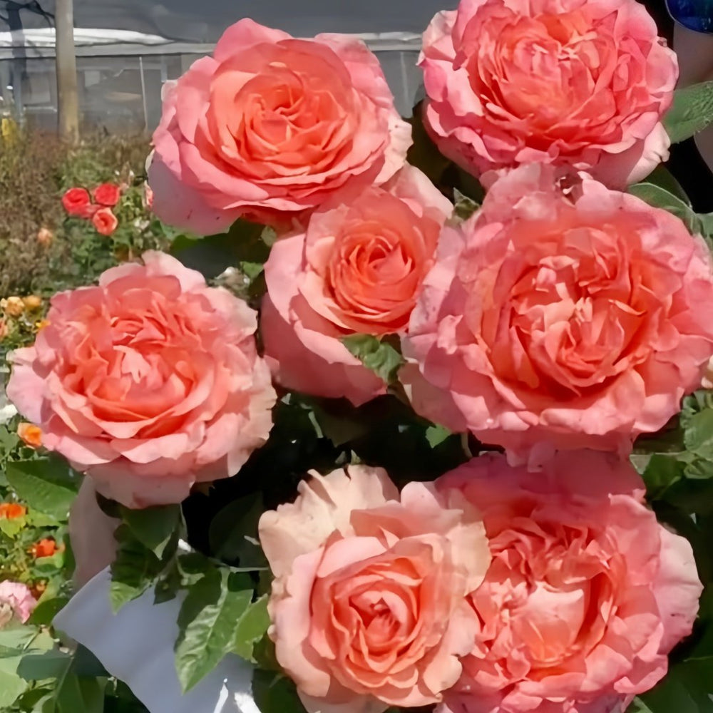 Mousse Rose Plant | 慕斯 image 8