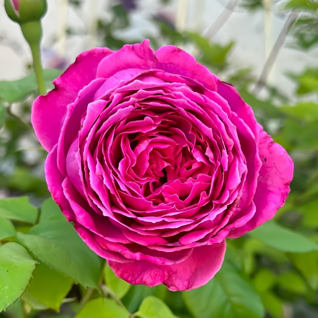 M-Nostalgic Elegance Rose Plant｜怀旧优雅 image 0