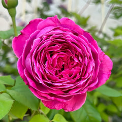 M-Nostalgic Elegance Rose Plant｜怀旧优雅 image 0