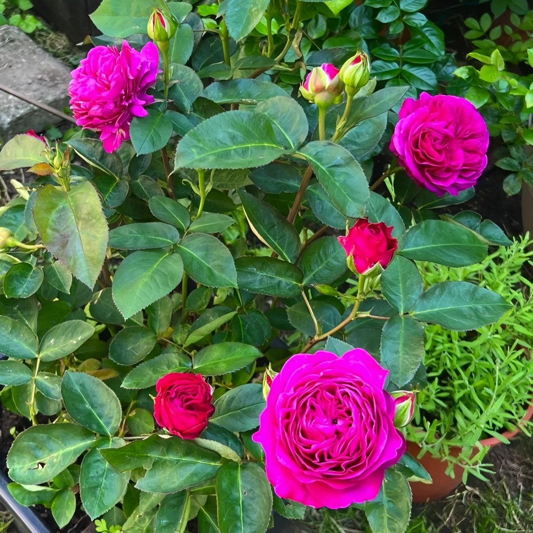 Heidi Klum Rose Plant｜海蒂克鲁姆 image 7