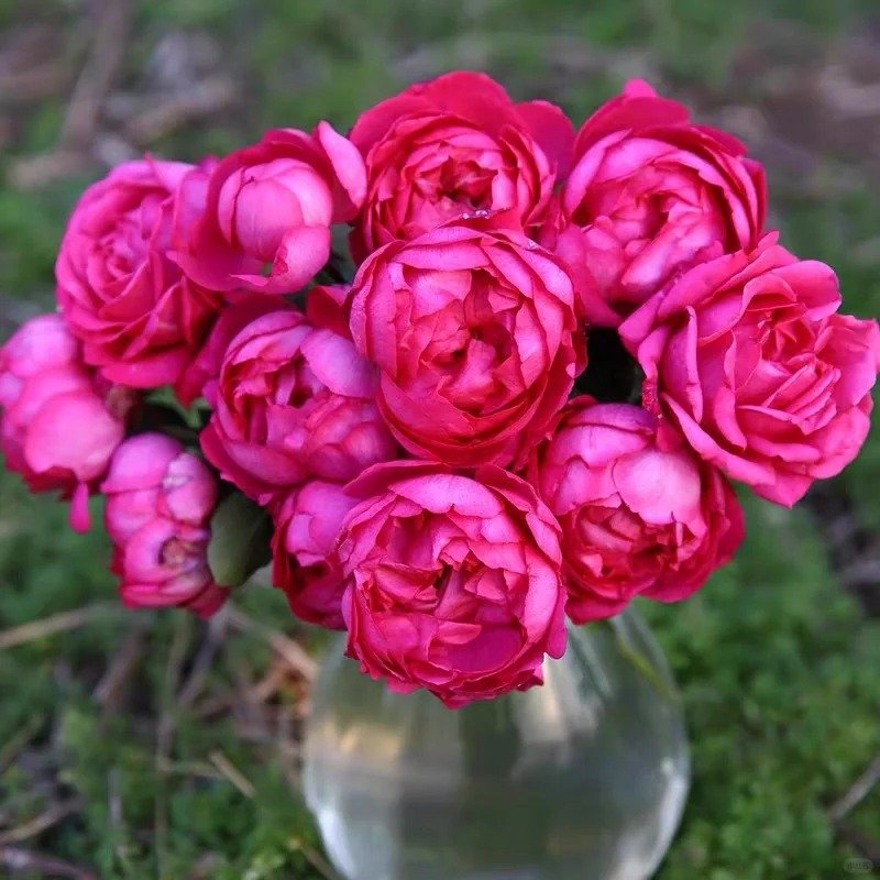 Rouge de Parfum Rose Plant｜伊芙胭脂香水 image 6