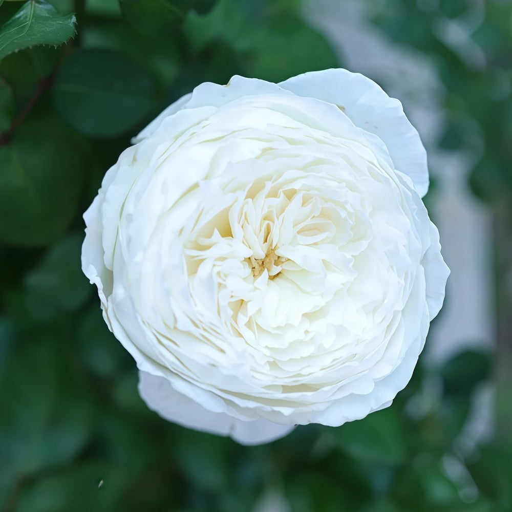 Princess Miyuki Rose Plant｜美雪公主 image 1