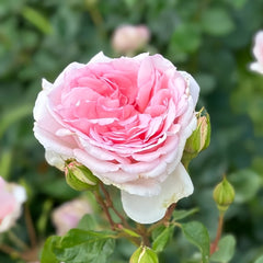 Pretty Karen Rose Plant｜漂亮凯伦 image 3