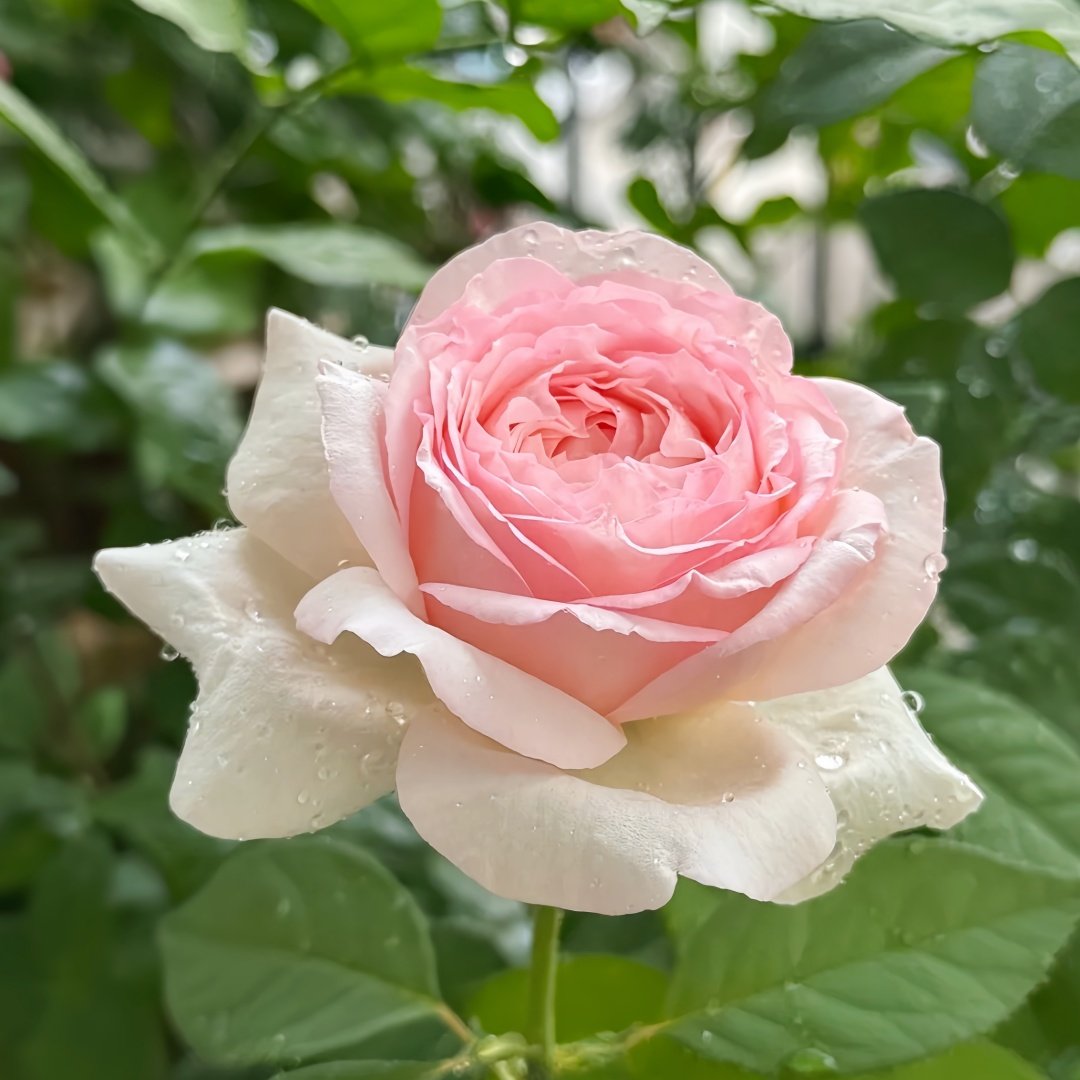 Mona Lisa Rose Plant | 蒙娜丽莎 image 4