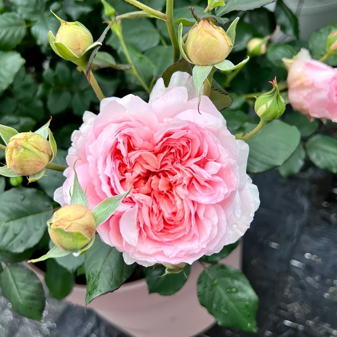 Yanzi Rose Plant|妍姿 image 3