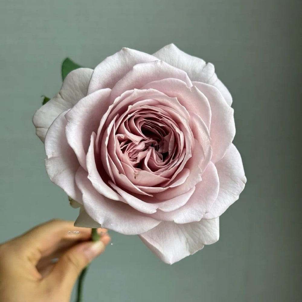 Memoire Rose Plant｜回忆录 image 4
