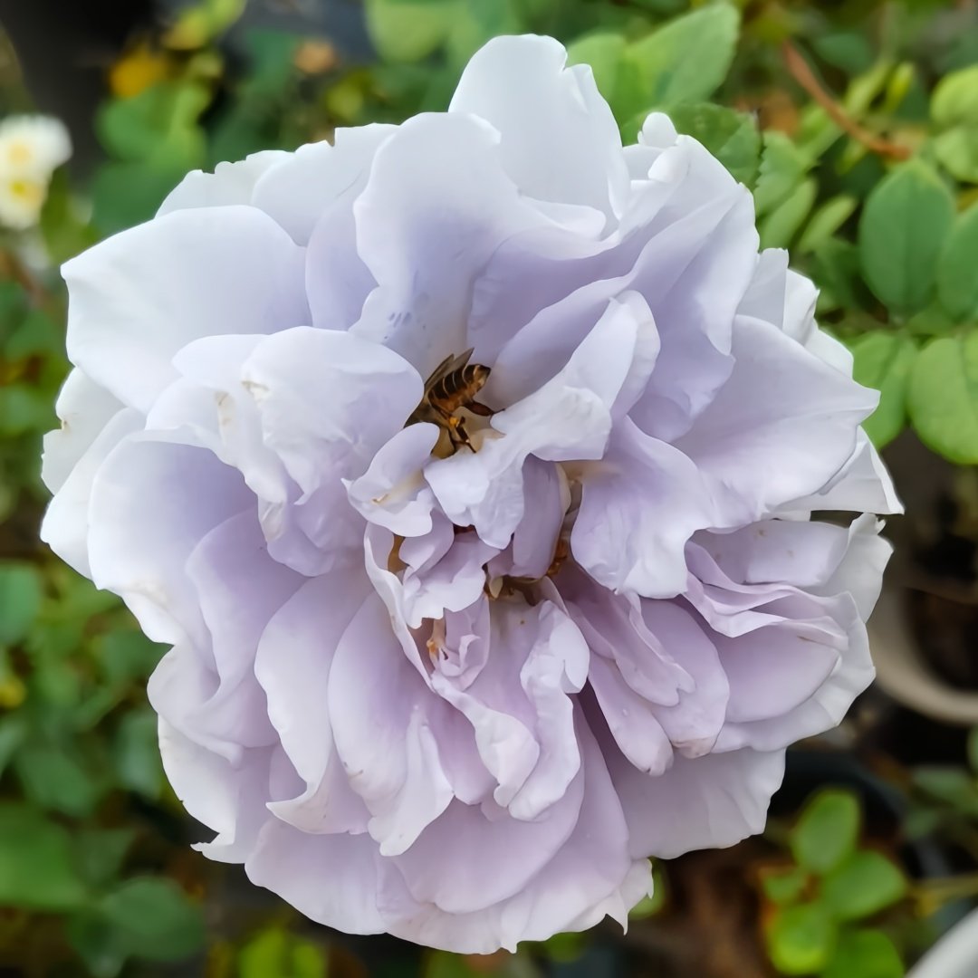 Blue gravity Rose Plant|蓝色引力 image 7