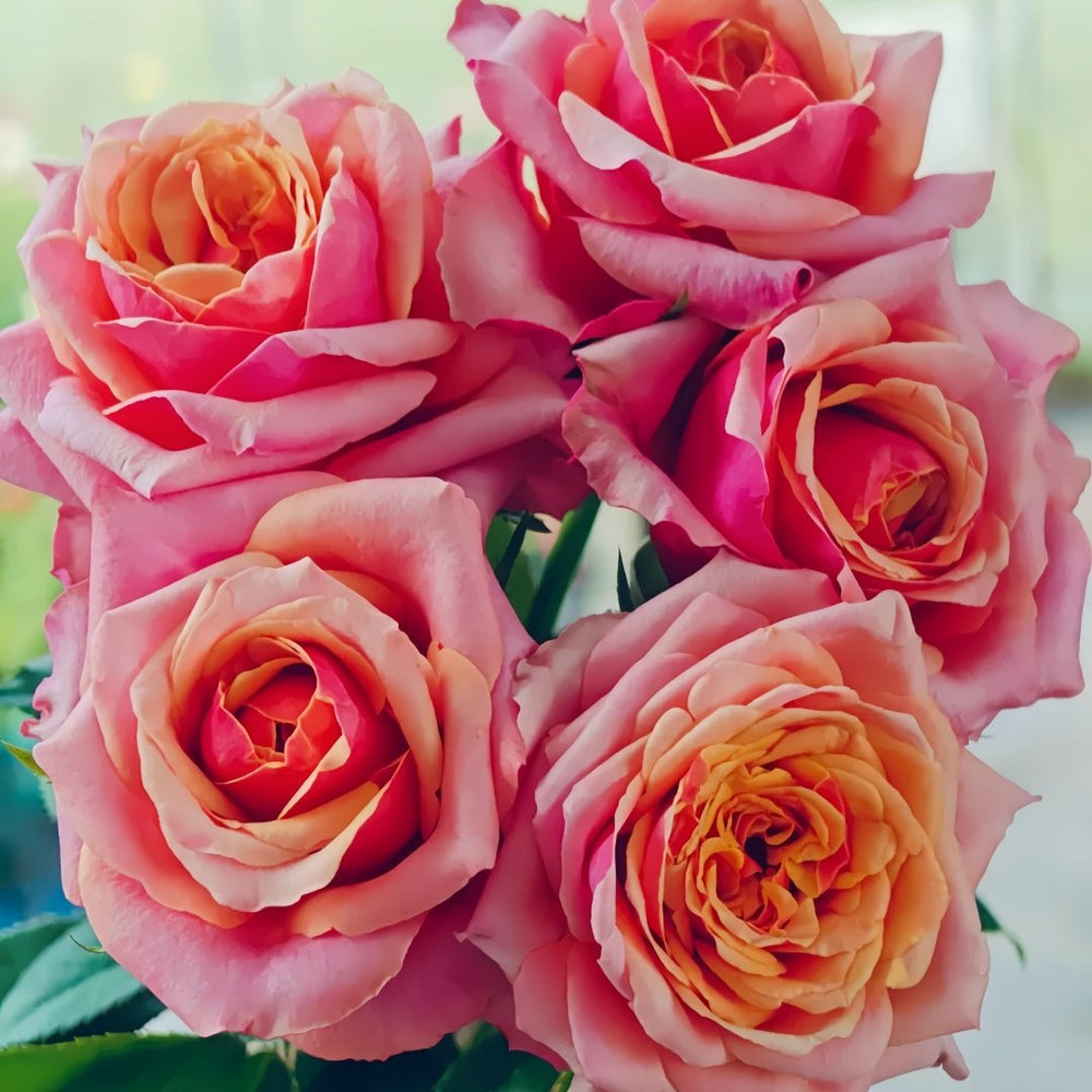 Cherry Brandy Rose Plant｜樱桃白兰地 image 3
