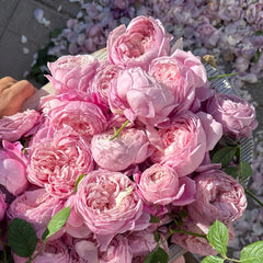 Spirit of Freedom Rose Plant｜自由精神 image 1