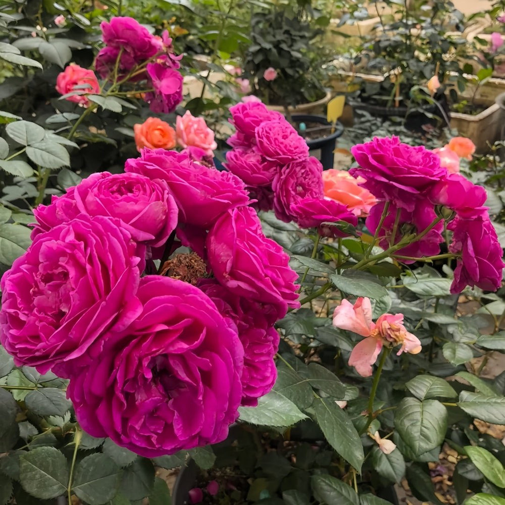 Fur Elise Rose Plant｜致爱丽丝 image 9