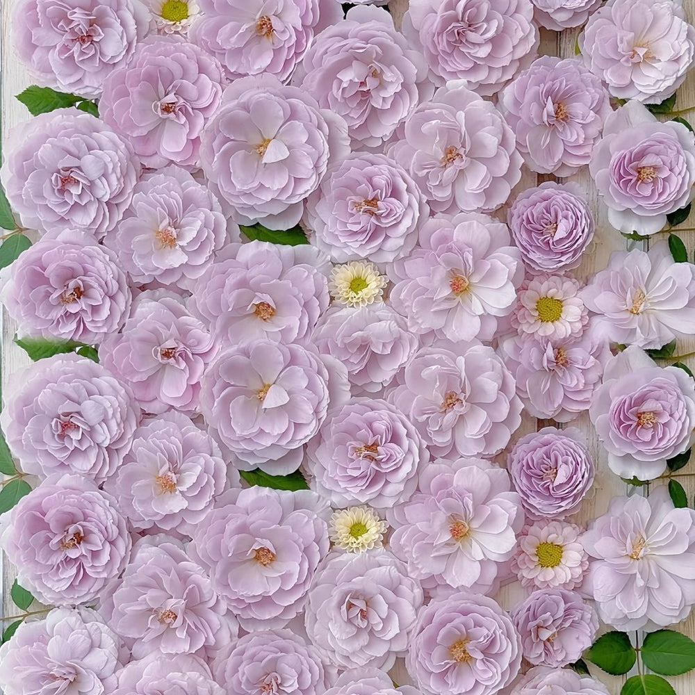 Lapis Lazuli Rose Plant｜青金石 image 9