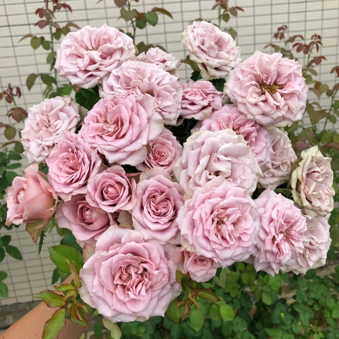 Montmartre Rose Plant｜蒙马特 image 5