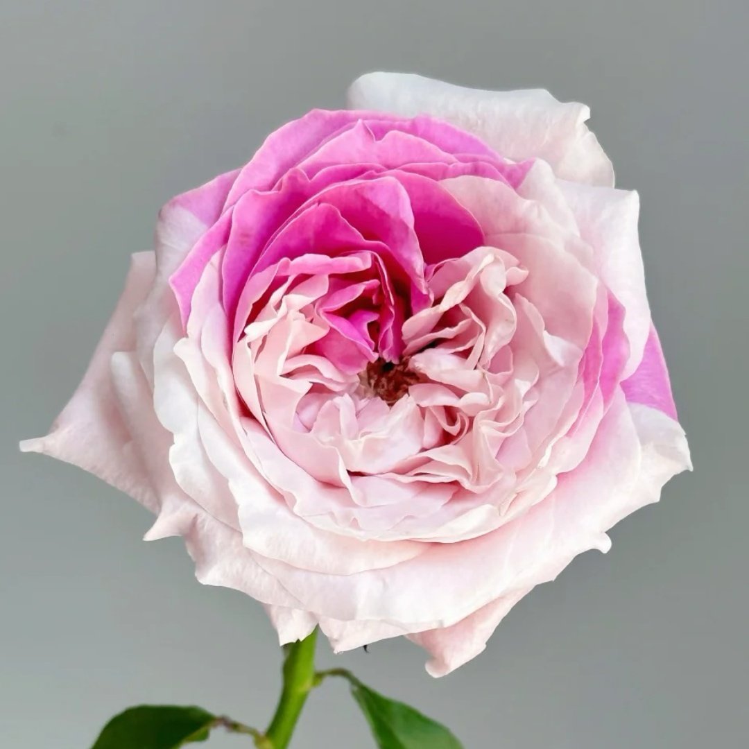 Norma Jean Rose Plant｜诺玛珍 image 0
