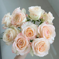 Hazel Rose Plant|赫兹 image 0