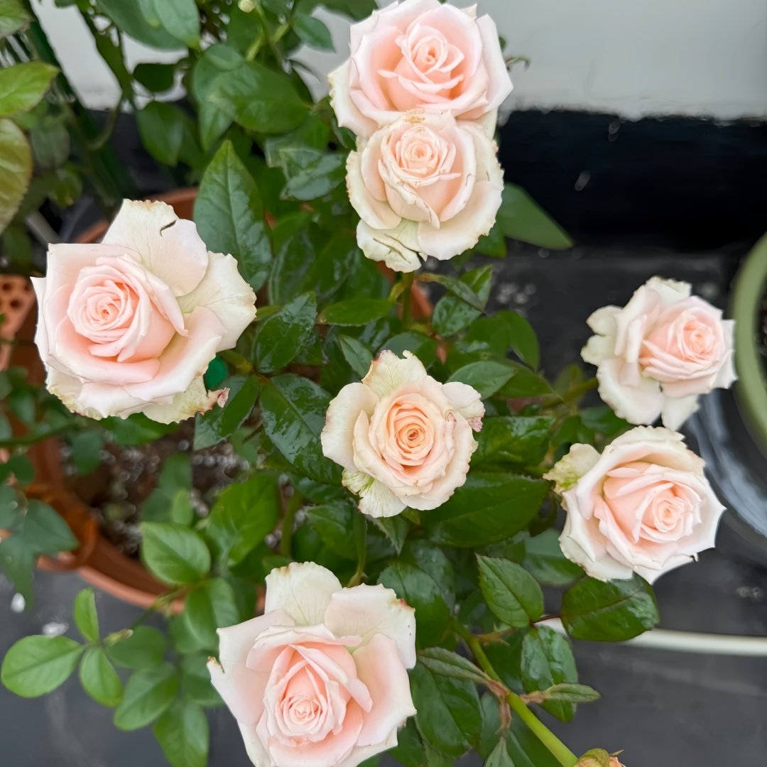 Almond Milk Candy Rose Plant|杏仁奶糖 image 9