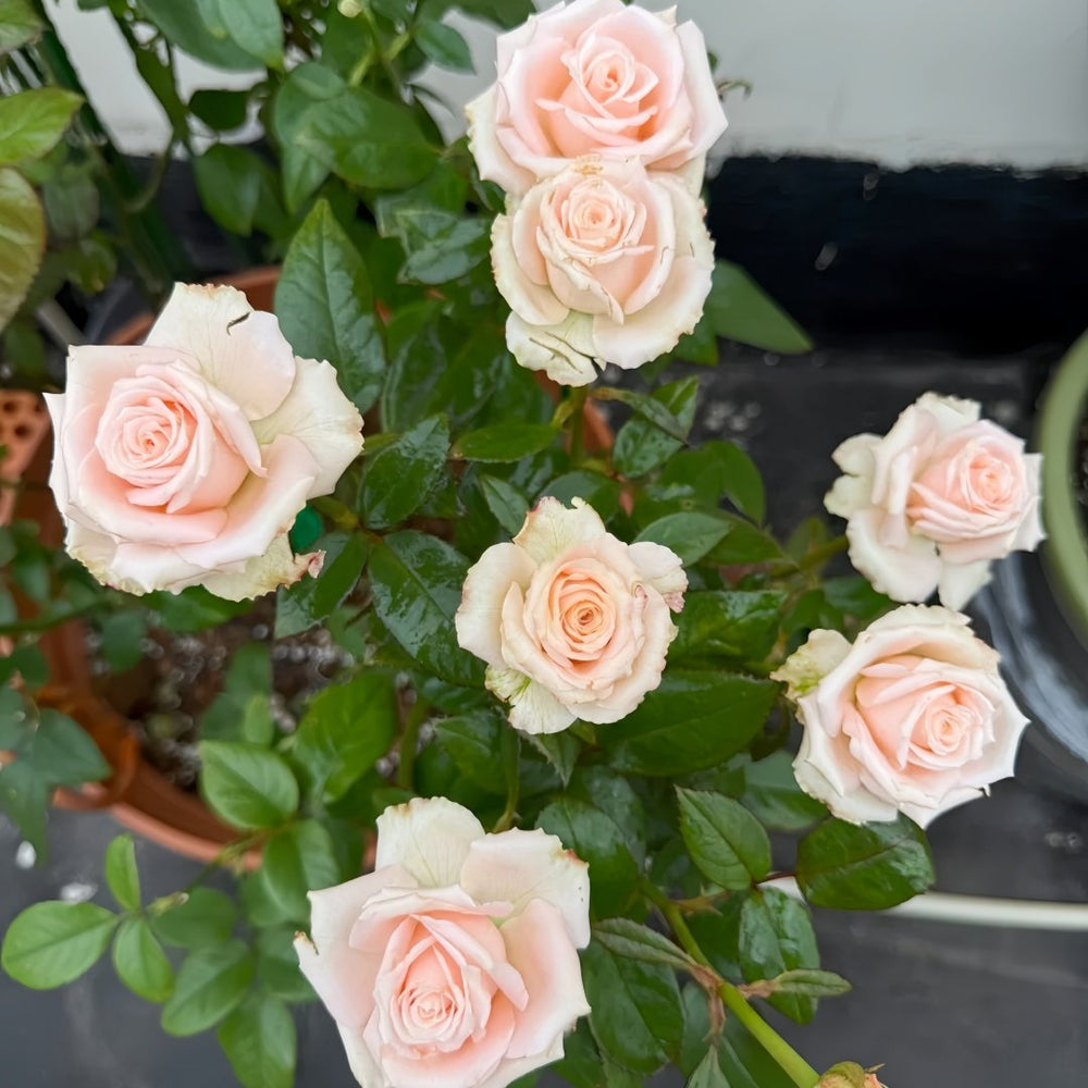 Almond Milk Candy Rose Plant|杏仁奶糖 image 9