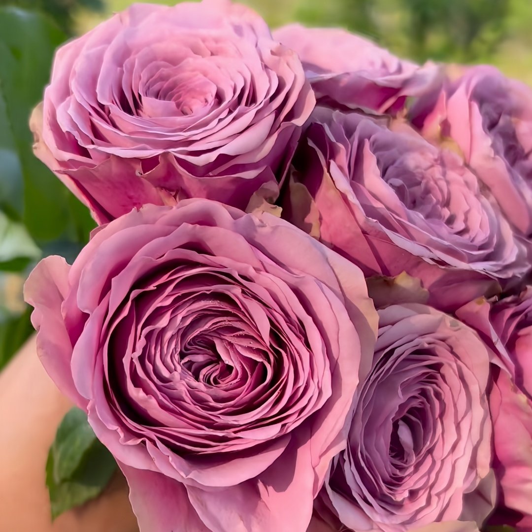 Smokey Eyes Rose Plant|烟熏眼妆 image 6