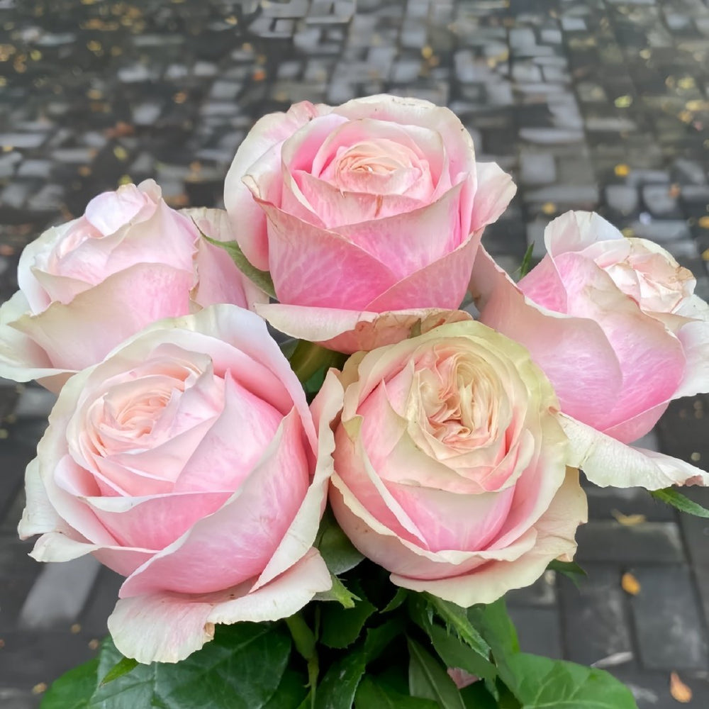 Lyon Llumieres Rose Plant|优雅 image 7