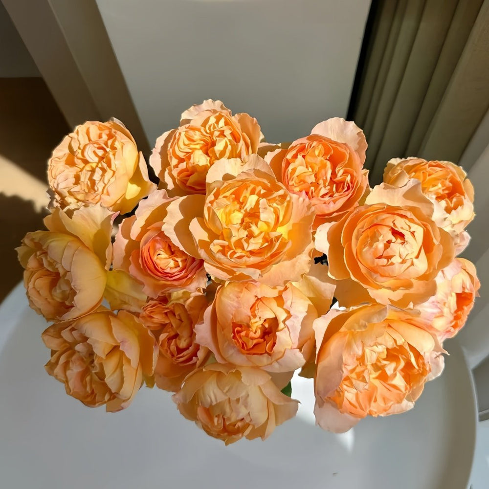Shreuk Rose Plant|日出 image 2
