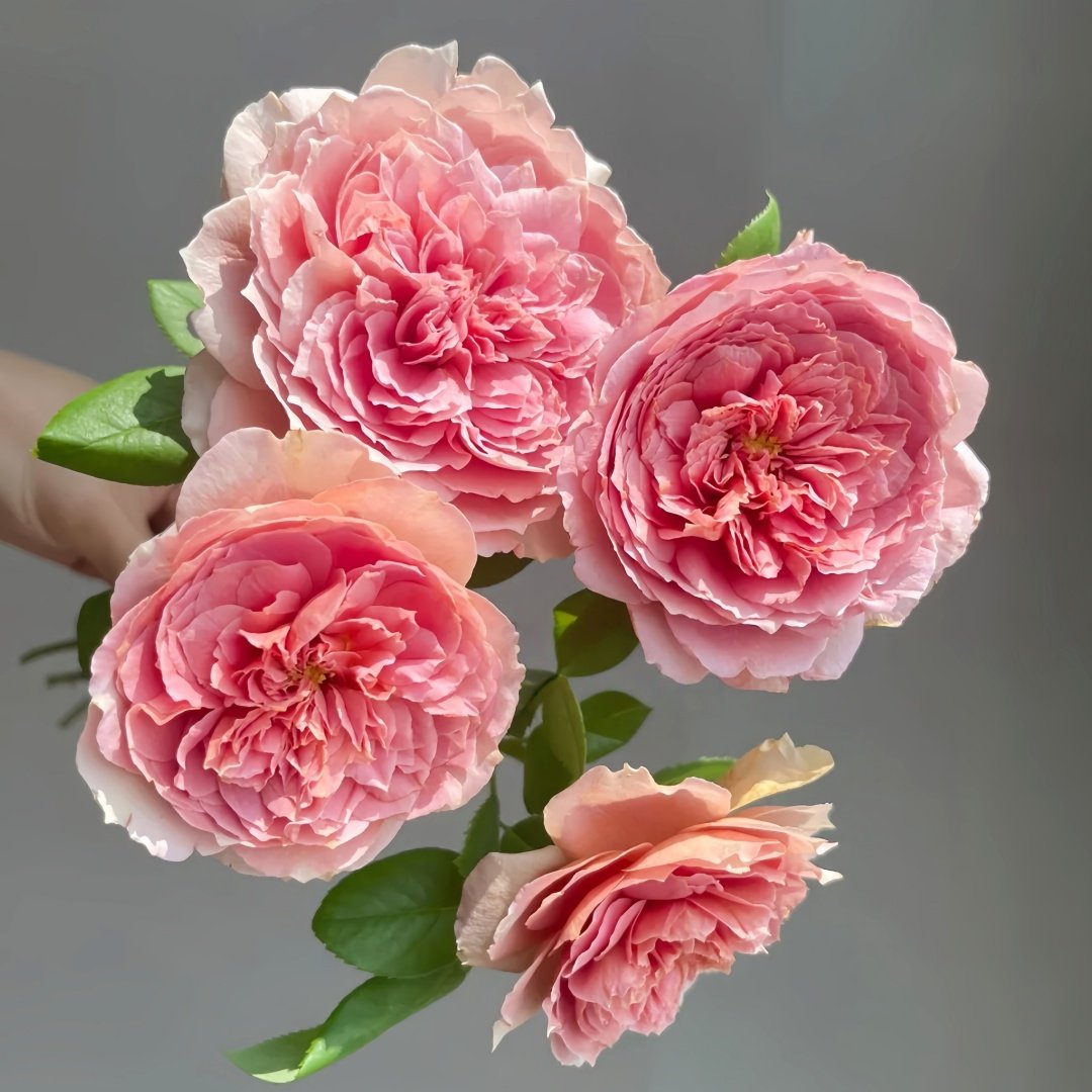 Moulin de la galette Rose Plant｜煎饼磨坊 image 9