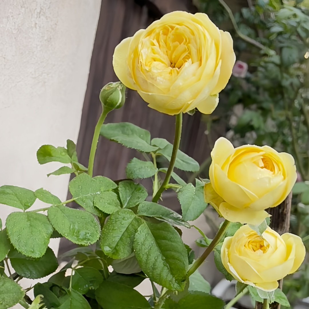 Cassandra Rose Plant｜卡桑德拉 image 5
