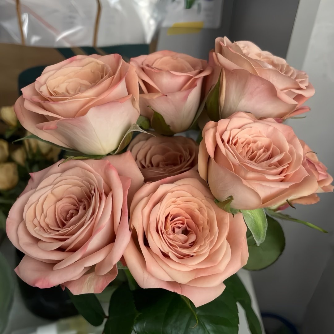 Cappuccino Rose Plant｜卡布奇诺 image 5