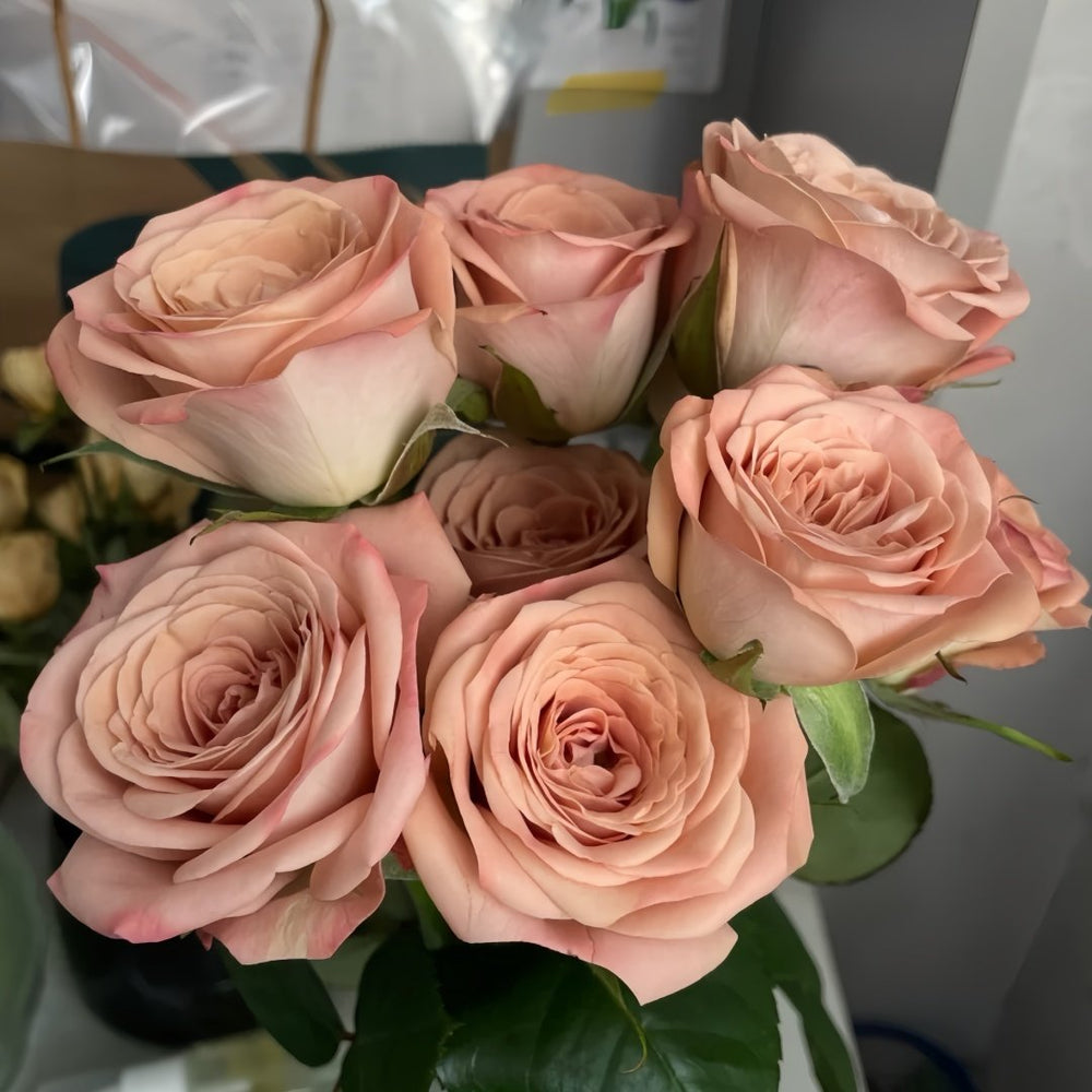 Cappuccino Rose Plant｜卡布奇诺 image 5