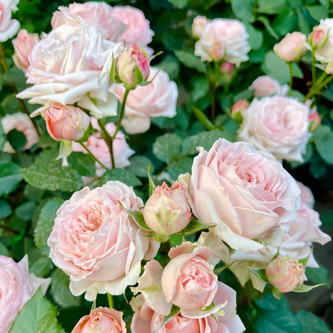 Hina Rose Plant|雏鸟 image 7