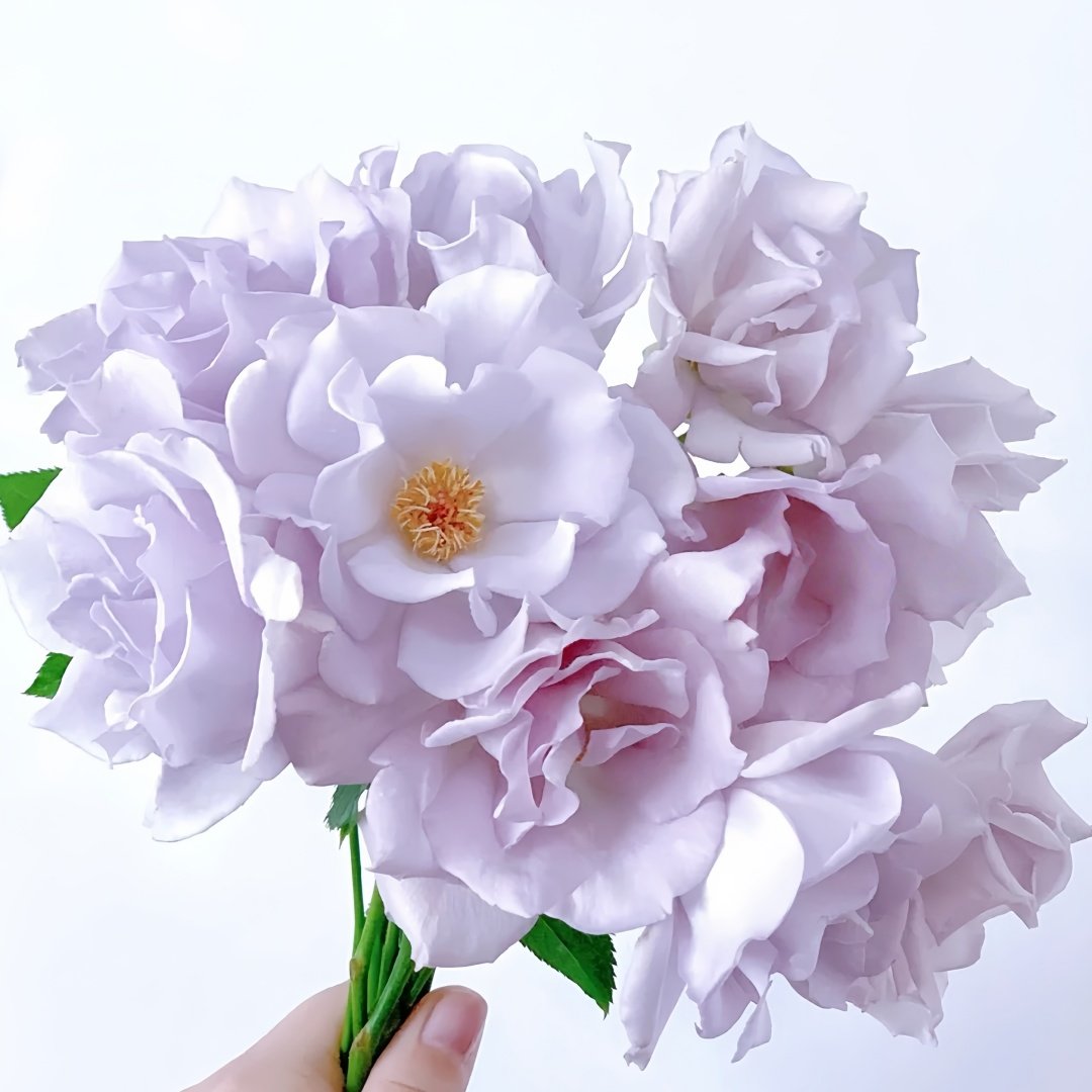 Blue Vague Rose Plant｜蓝色迷雾 image 3