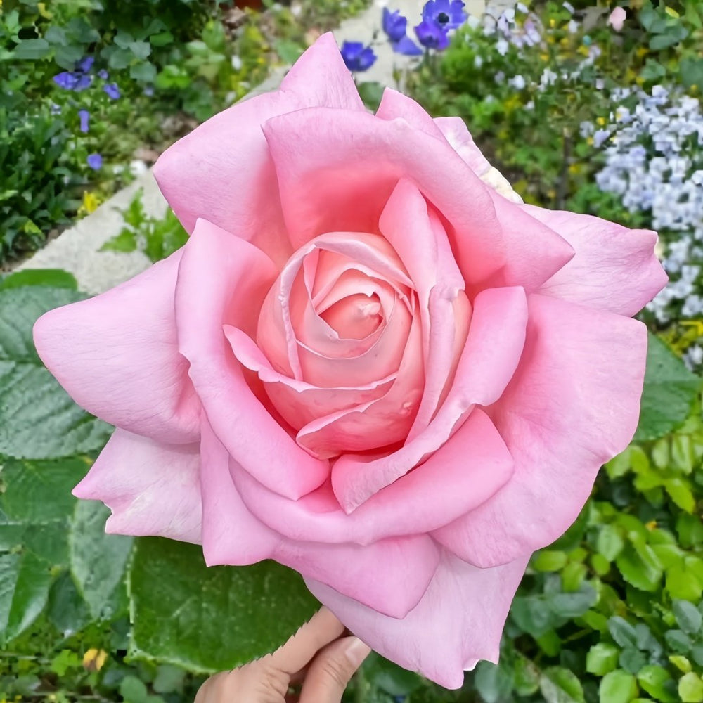 Amazing Grace Rose Plant ｜天赐恩宠 image 3