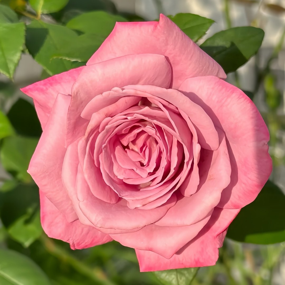 Moody Blues Rose Plant｜忧郁蓝调 image 4