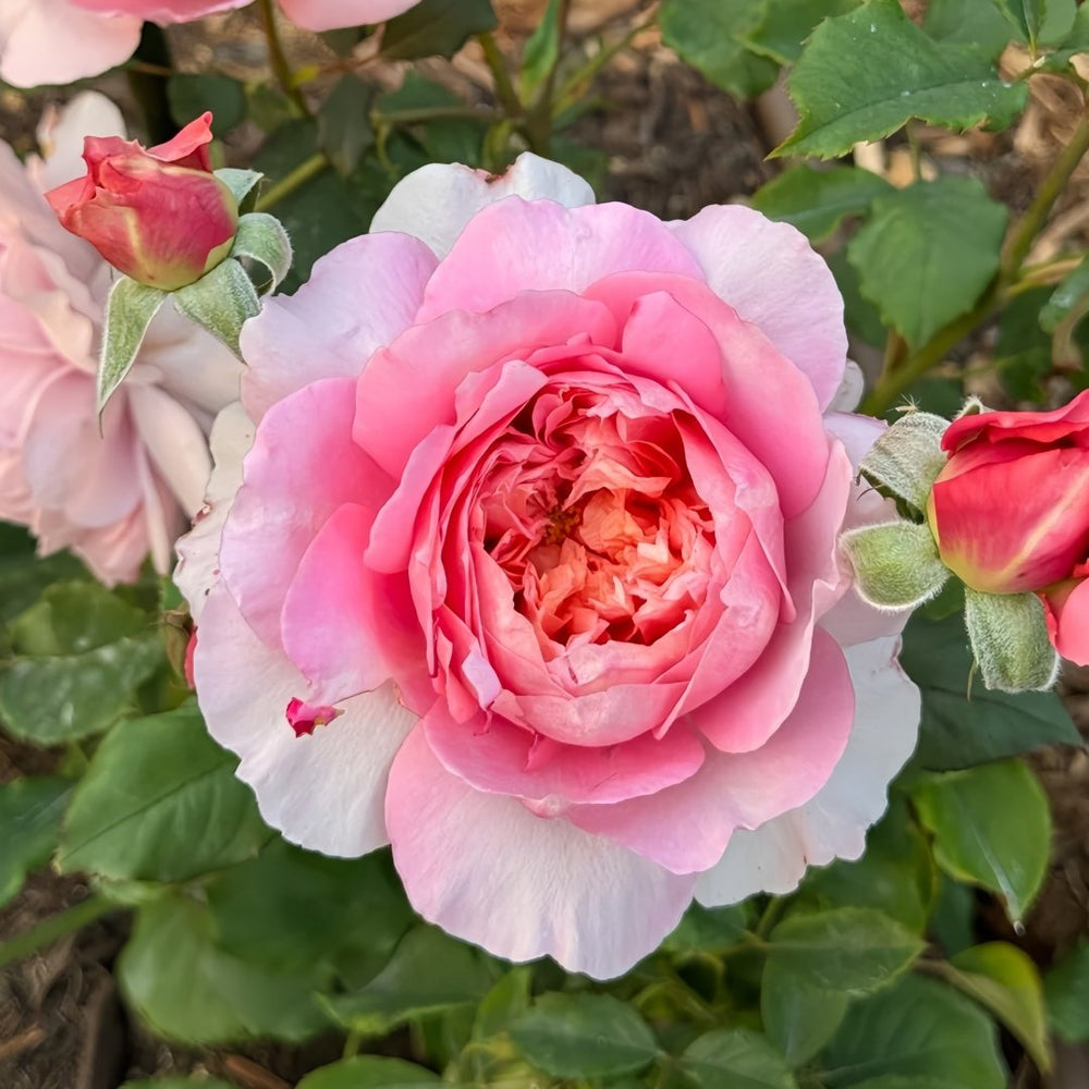 Taoran‌ Rose Plant|桃染 image 3