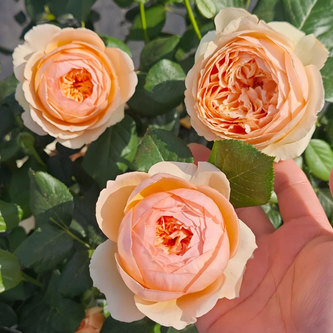 Masora Rose Plant| 真宙 image 6