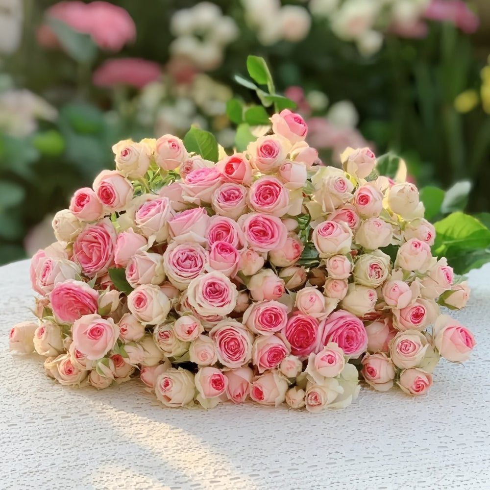 Super Sensation Rose Plant｜粉多头 image 3