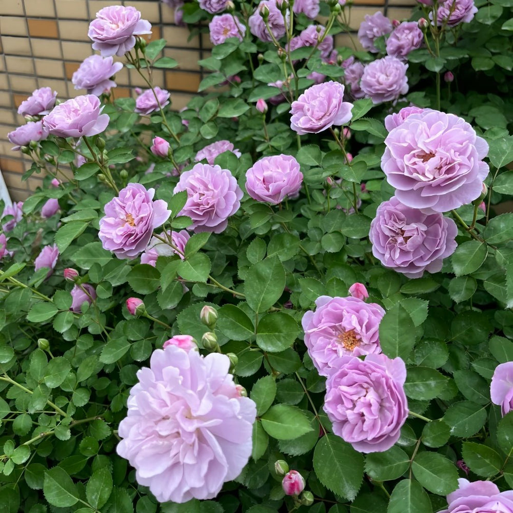 Rainy Blue Rose Plant｜蓝色阴雨 image 9