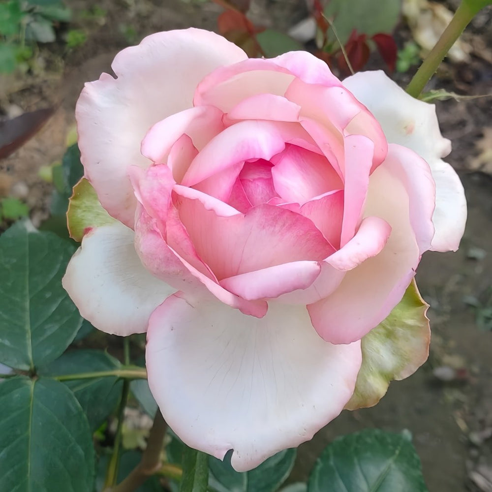 Optimiste Rose Plant｜乐天派 image 3