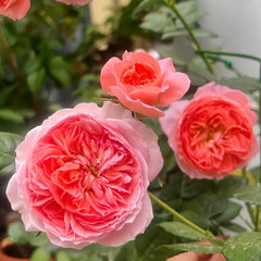 Summer Fireworks Rose Plant|夏日花火 image 3