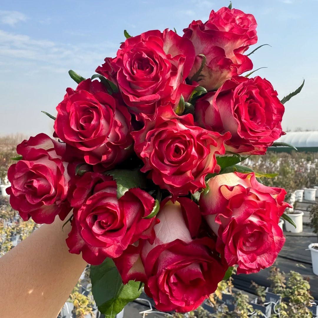 Ducati Rose Plant|杜卡迪 image 5