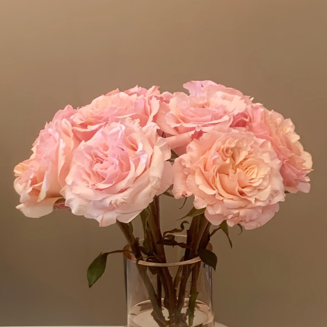 Mayra Flamingo Rose Plant｜梅拉火烈鸟 image 2