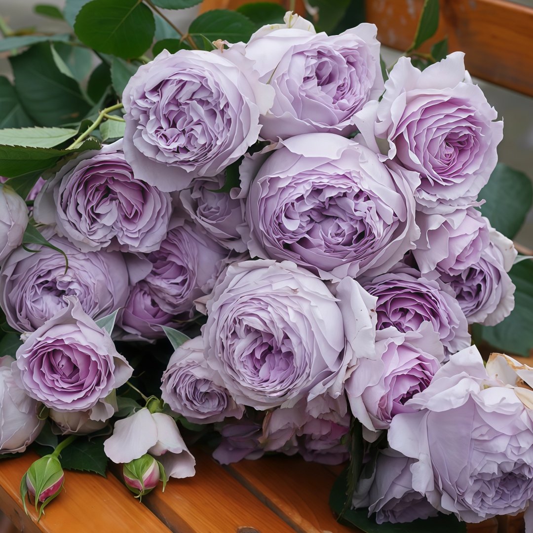 Lilas Rose Plant｜丽拉玫瑰 image 8