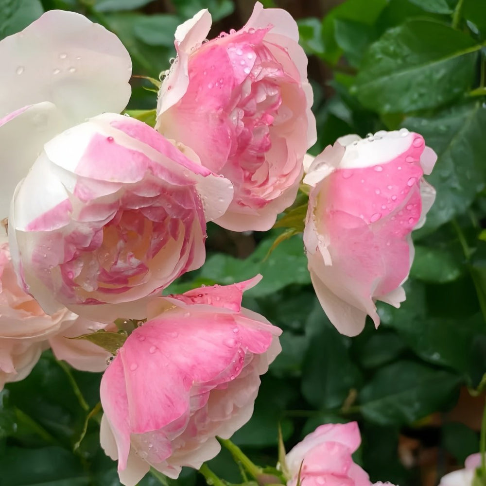 Strawberry Macaron Rose Plant｜草莓杏仁饼 image 7