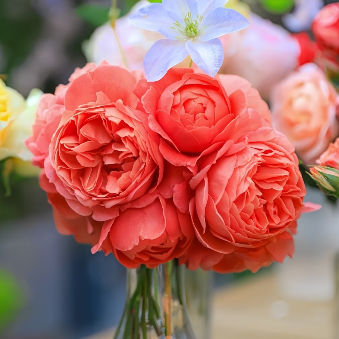 Summer Song Rose Plant｜颂夏 image 6