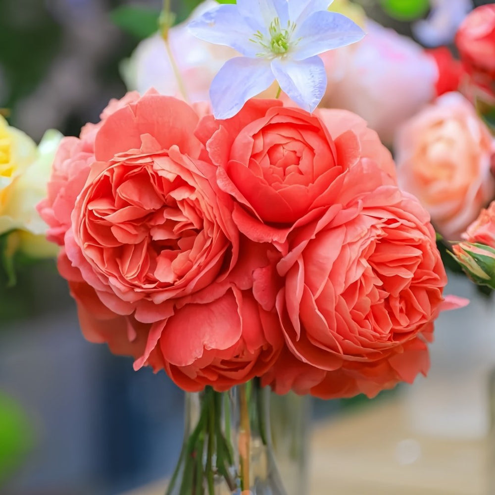 Summer Song Rose Plant｜颂夏 image 6