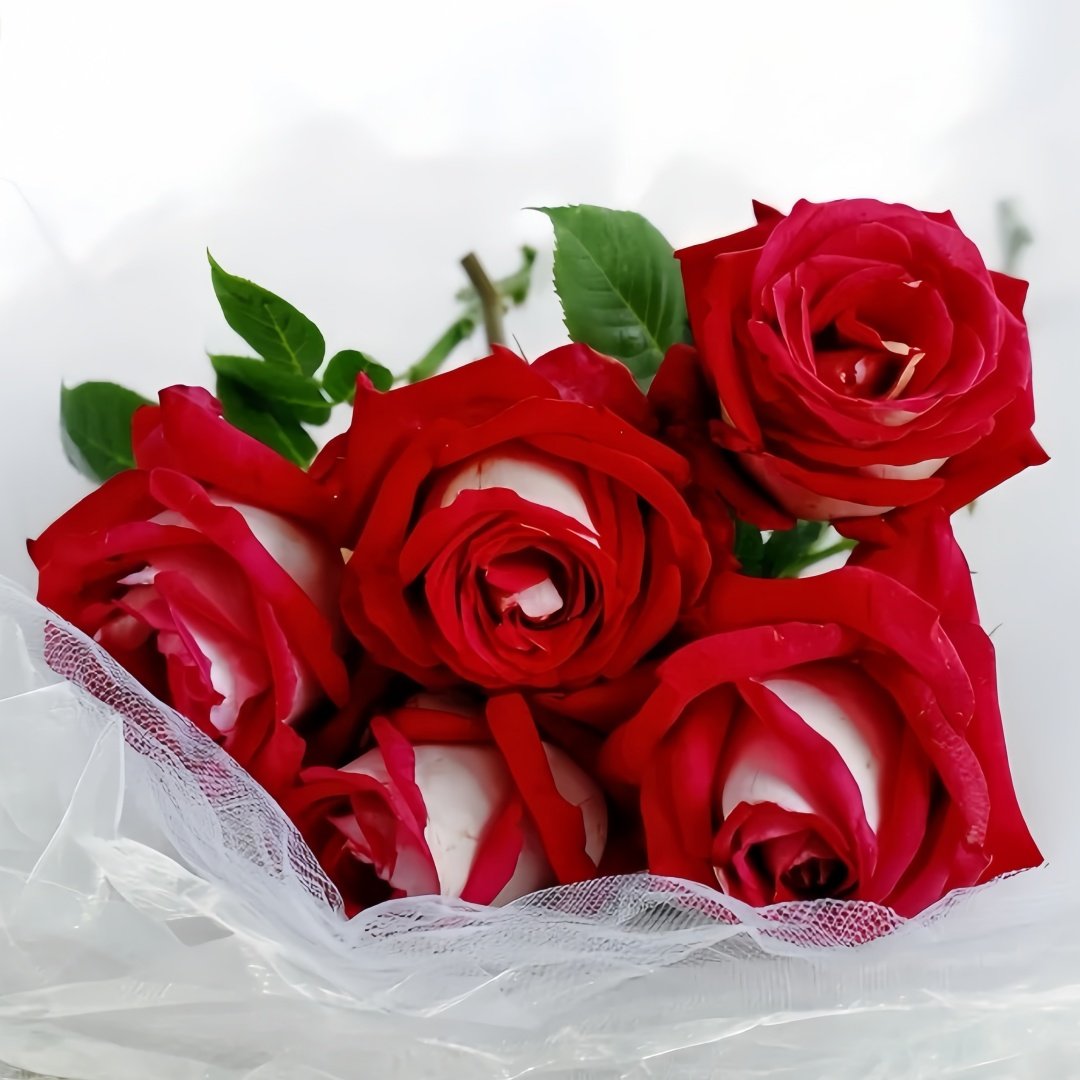 Monica Bellucci Rose Plant｜莫妮卡贝鲁奇 image 7