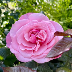 Wildberry Rose Plant|野莓子 image 3