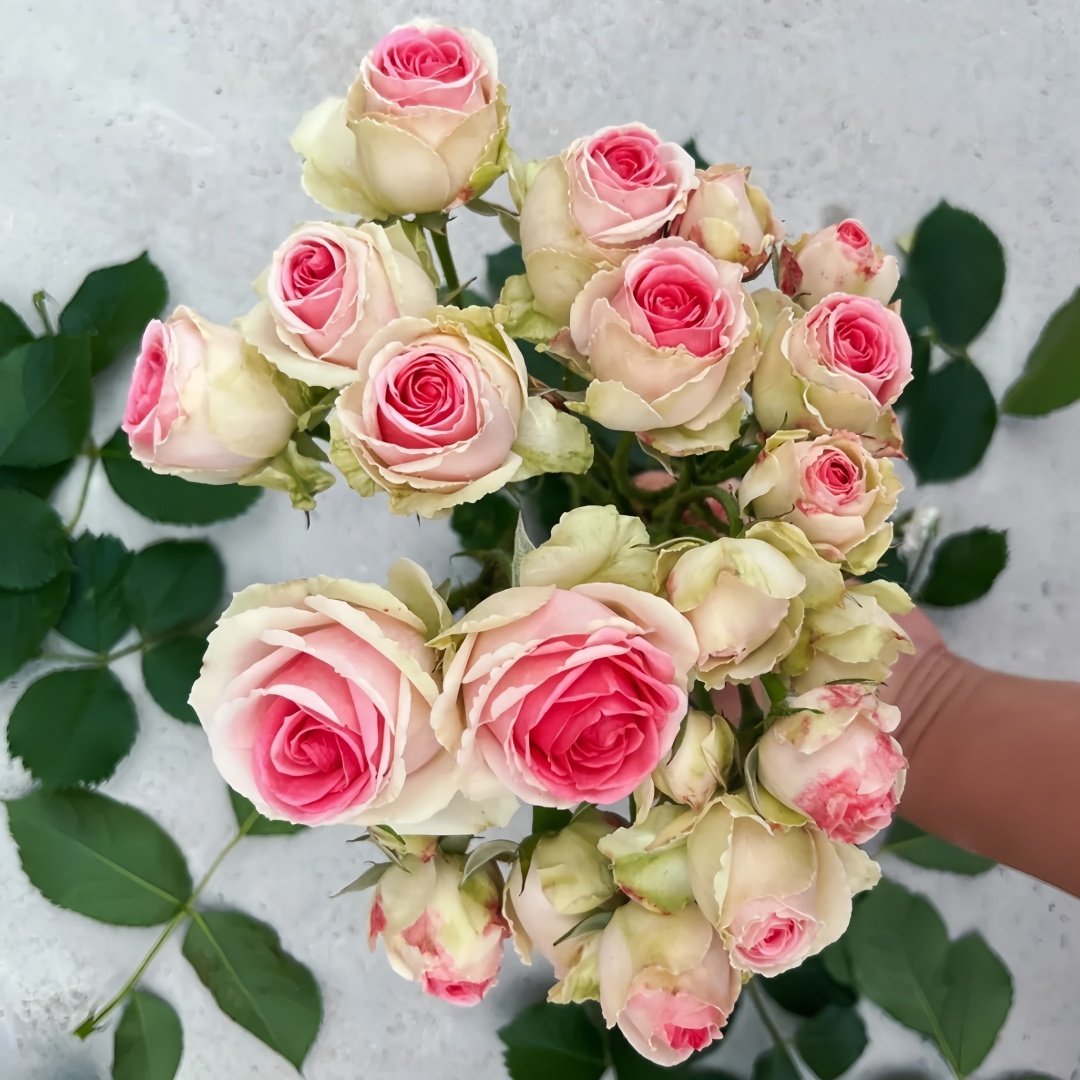 Mimi EdenMeiland Rose Plant|小伊甸园 image 0