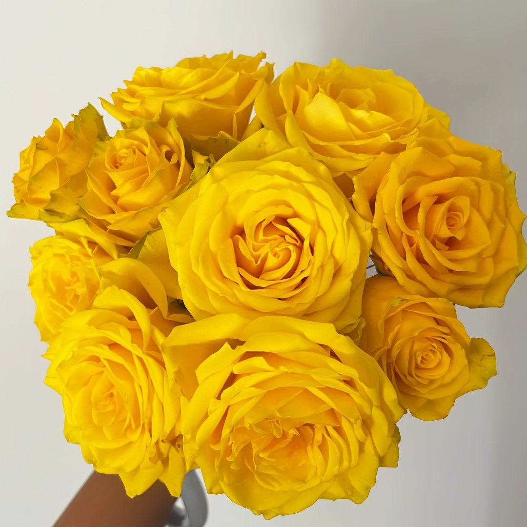 Yellow Breeze Rose Plant｜黄色布雷茨 image 7