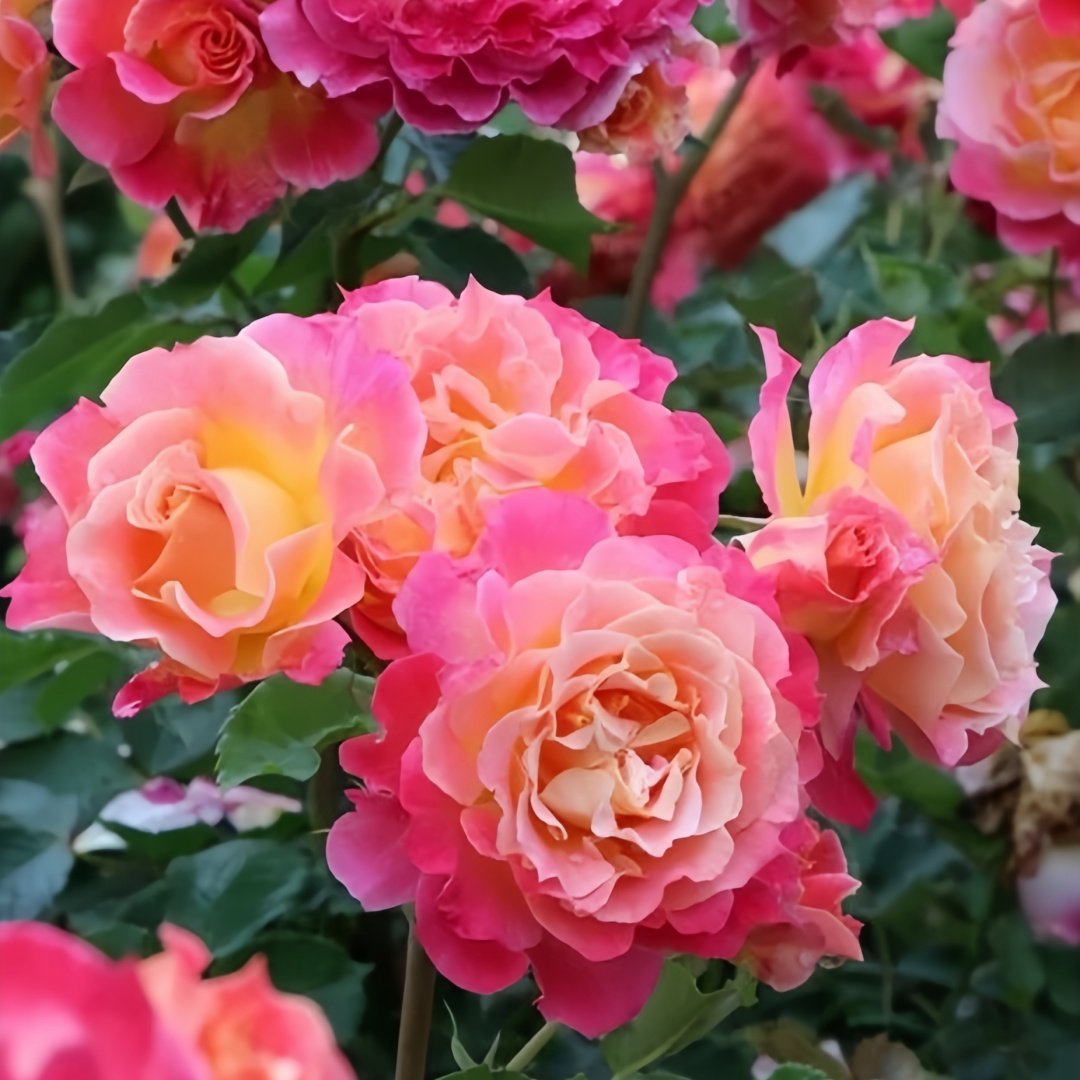 Chaleur Rose Plant｜温暖 image 6