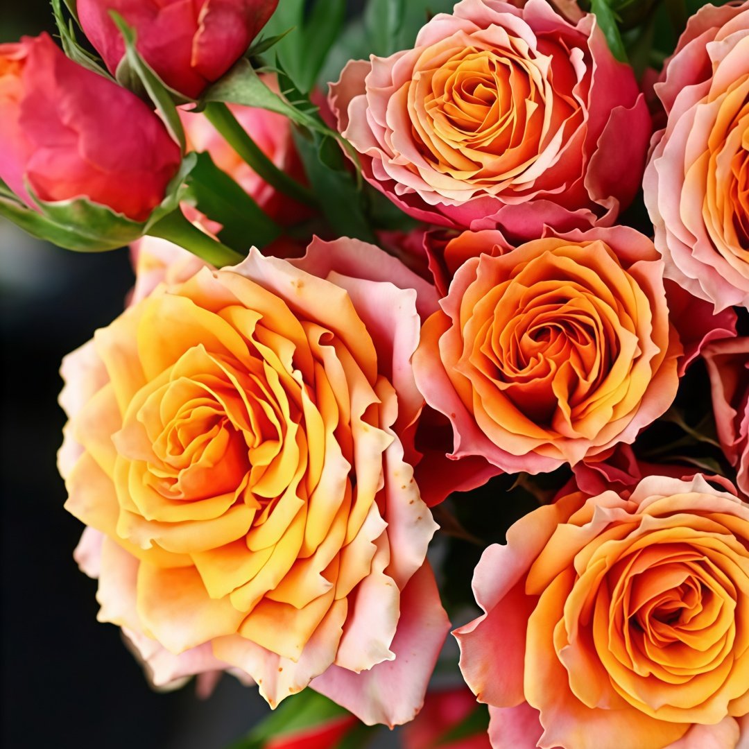 Rosa 'Naples Forever' Rose Plant｜永远的那不勒斯 image 7